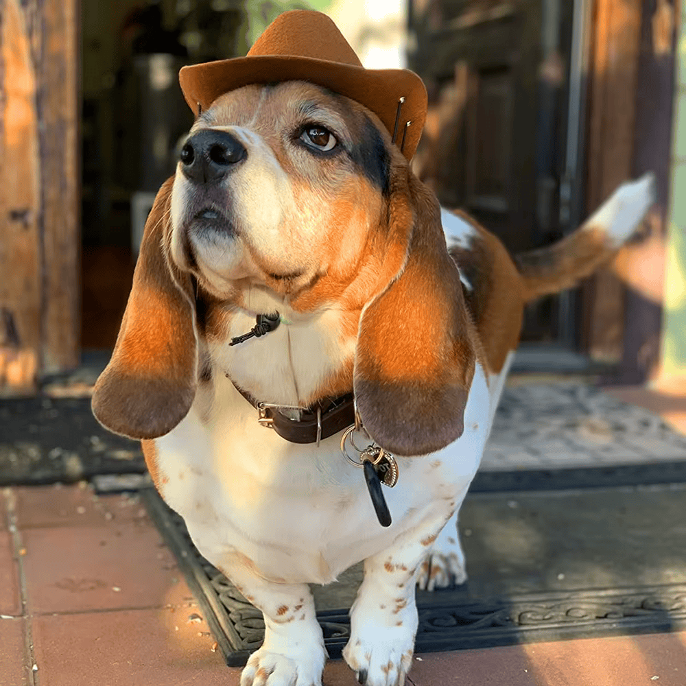 2024 New Dog Cowboy Hat Dogs Cat Outdoor Hats Adjustable Caps Fashion for Small Medium Dogs Cats Headwear Pet Accessories