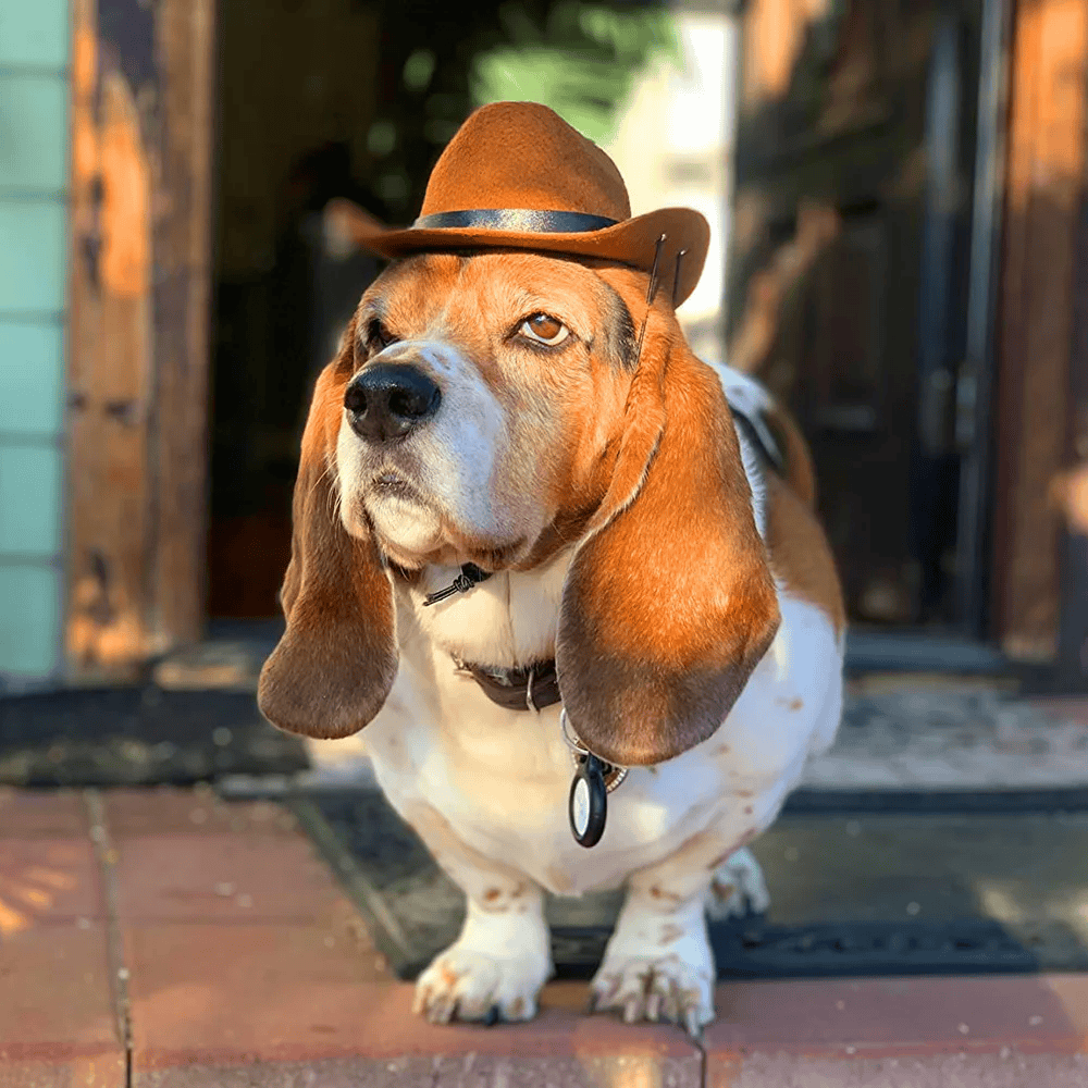 2024 New Dog Cowboy Hat Dogs Cat Outdoor Hats Adjustable Caps Fashion for Small Medium Dogs Cats Headwear Pet Accessories